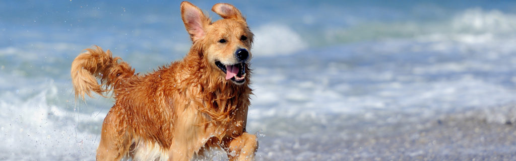 Dog in Water banner
